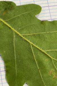 <i>Quercus pubescens</i>