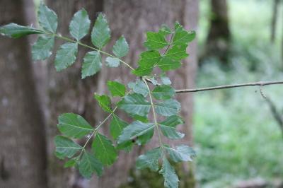 <i>Fraxinus excelsior</i>