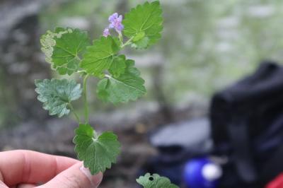 <i>Glechoma hederacea</i>