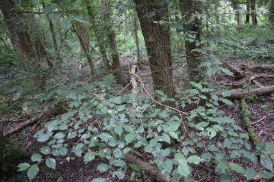 <i>Ulmus minor</i>