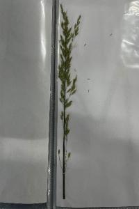 <i>Arrhenatherum elatius</i>
