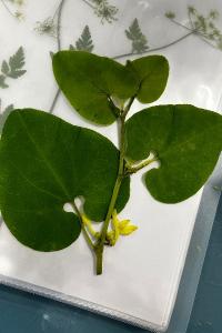 <i>Aristolochia clematitis</i>