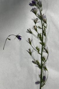 <i>Campanula rapunculus</i>