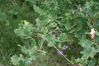 <i>Quercus robur</i>