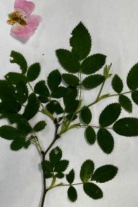 <i>Rosa canina</i>