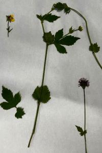 <i>Geum urbanum</i>