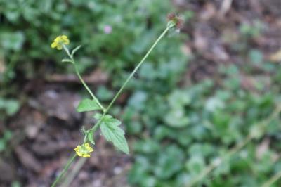 <i>Geum urbanum</i>