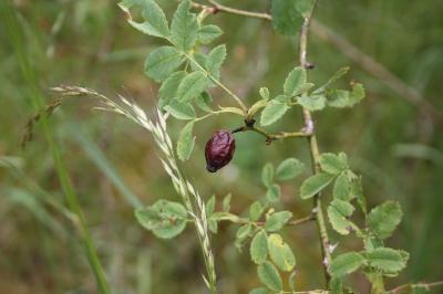 <i>Rosa canina</i>