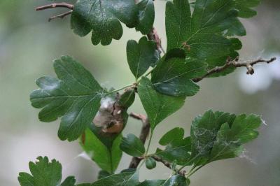 <i>Crataegus laevigata</i>