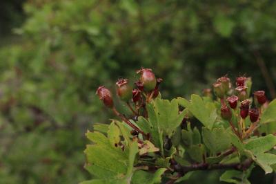<i>Crataegus monogyna</i>