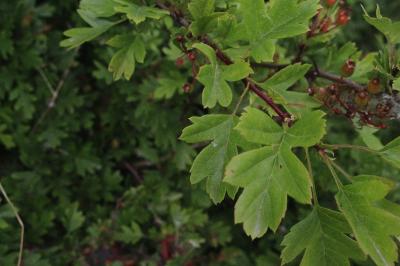 <i>Crataegus monogyna</i>
