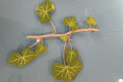 <i>Hedera helix</i>