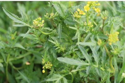 <i>Rorippa sylvestris</i>