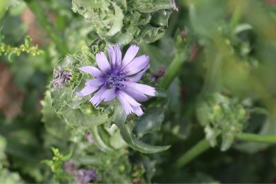 <i>Cichorium intybus</i>
