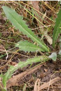 <i>Hypochaeris radicata</i>