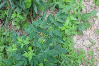 <i>Thalictrum flavum</i>