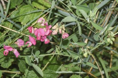 <i>Lathyrus tuberosus</i>