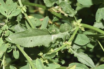 <i>Rumex pulcher</i>