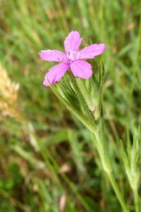 <i>Dianthus armeria</i>