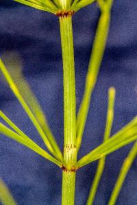 <i>Equisetum fluviatile</i>