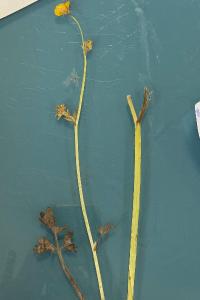 <i>Ranunculus repens</i>
