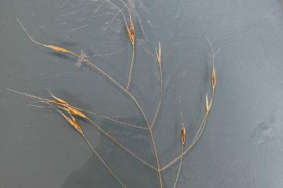 <i>Anisantha sterilis</i>