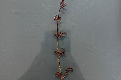 <i>Galium aparine</i>