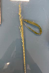 <i>Elymus caninus</i>