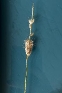 <i>Alopecurus pratensis</i>