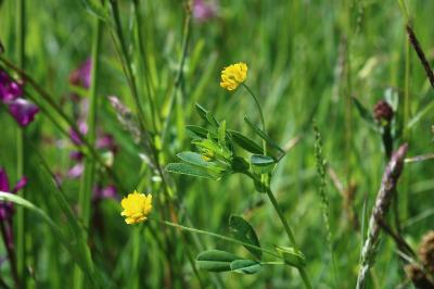 <i>Trifolium patens</i>