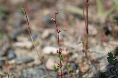 <i>Galium parisiense</i>
