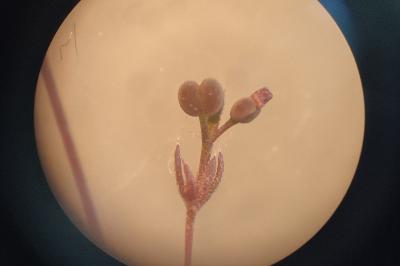 <i>Galium parisiense</i>