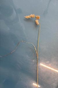 <i>Dactylis glomerata subsp. glomerata</i>