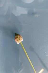 <i>Allium vineale</i>