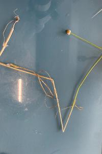 <i>Allium vineale</i>