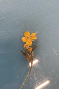 <i>Ranunculus bulbosus</i>