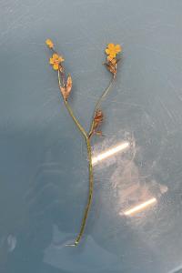 <i>Ranunculus bulbosus</i>