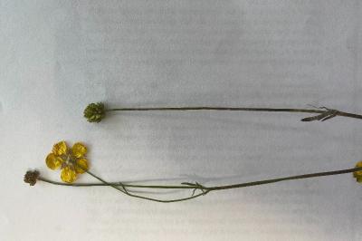 <i>Ranunculus repens</i>