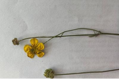 <i>Ranunculus repens</i>