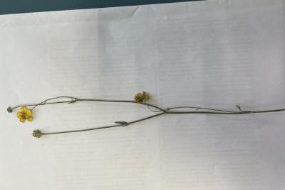 <i>Ranunculus repens</i>