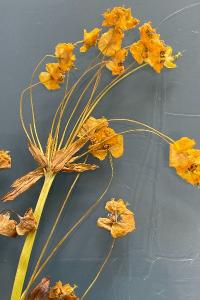 <i>Euphorbia cyparissias</i>