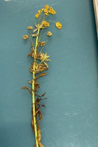 <i>Euphorbia cyparissias</i>