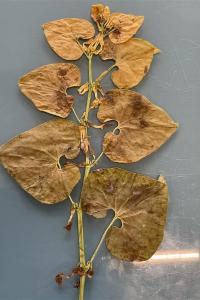 <i>Aristolochia clematitis</i>