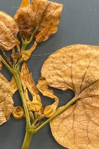 <i>Aristolochia clematitis</i>