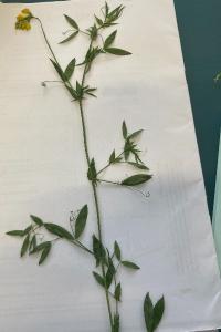 <i>Lathyrus pratensis</i>