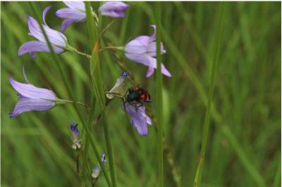 <i>Campanula rapunculus</i>