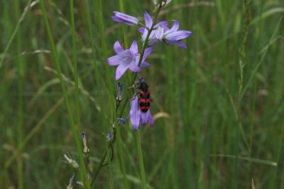 <i>Campanula rapunculus</i>