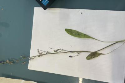 <i>Campanula rapunculus</i>