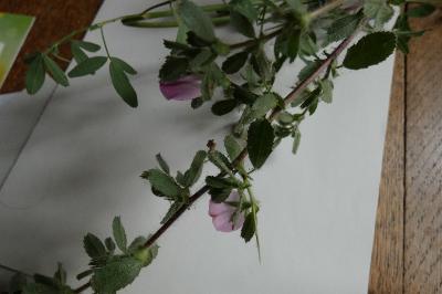 <i>Ononis spinosa</i>