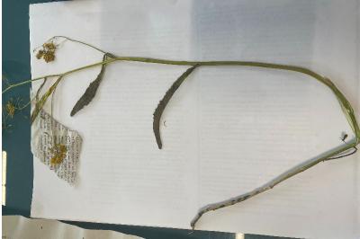 <i>Rorippa amphibia</i>